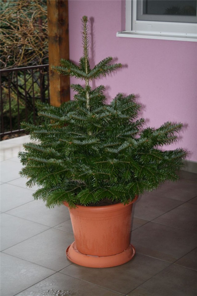 Kavkaska jela (Abies nordmanniana)